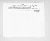 Ramularia ochracea image